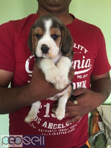 Top bloodline quality beagle puppies available in Bangalore both male and female  2 