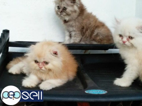Doll Persian 55 days kittens for sale 0 