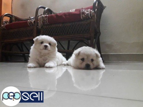 Mini pom quality puppies for sale in Kollam 0 