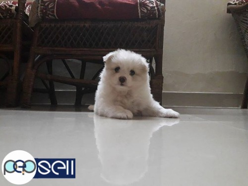 Mini pom quality puppies for sale in Kollam 1 
