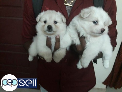 Mini pom quality puppies for sale in Kollam 2 