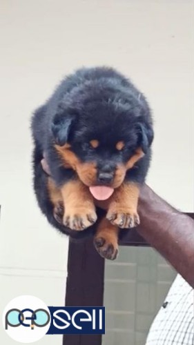 Rottweiler male pup is available for new show homes 0 