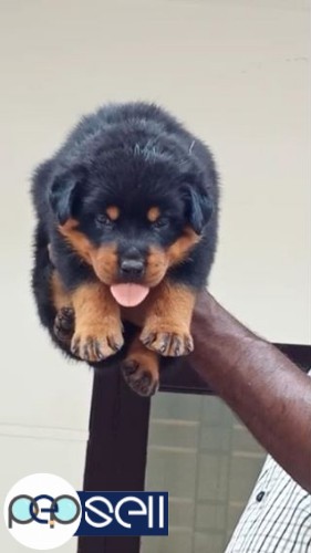 Rottweiler male pup is available for new show homes 1 