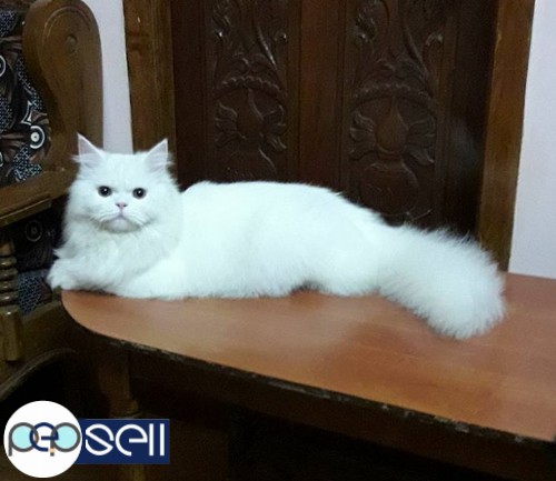 Persian semi punch cat male 12month 2 