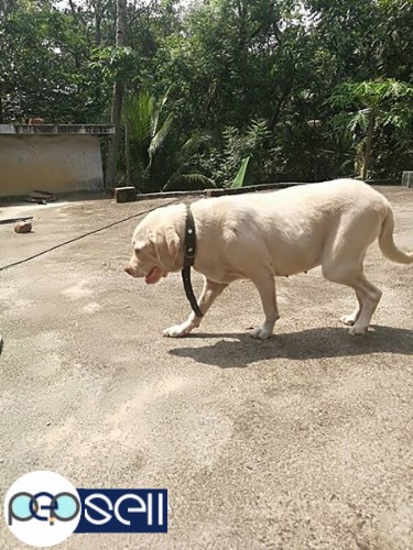 2 years old female labrador for sale 1 