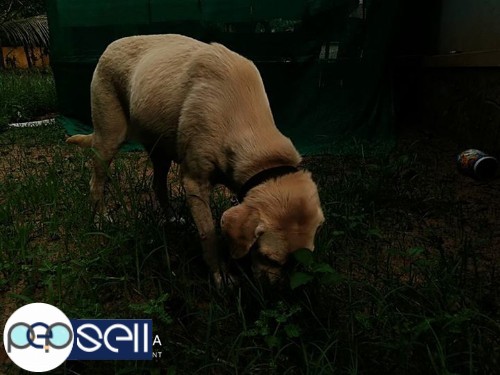 2 years old female labrador for sale 3 