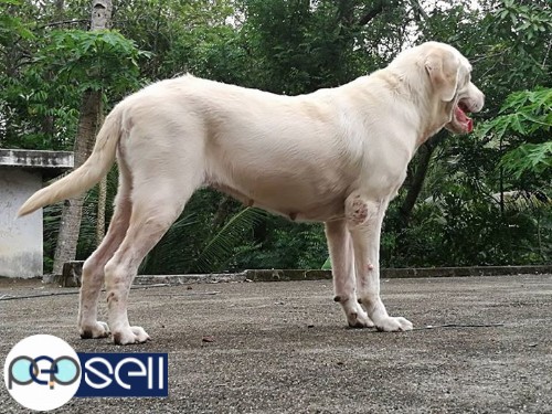 2 years old female labrador for sale 2 
