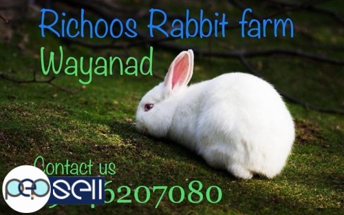 Rabbit available in Wayanad 0 