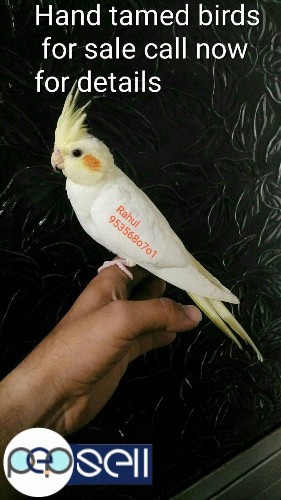 Hand tamed trained bird for sale call 953568o7o1 now. 0 