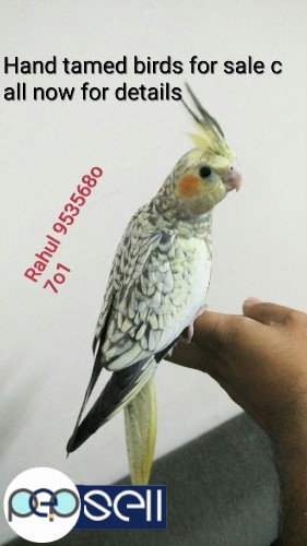 Hand tamed trained bird for sale call 953568o7o1 now. 1 