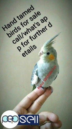 Hand tamed trained bird for sale call 953568o7o1 now. 2 