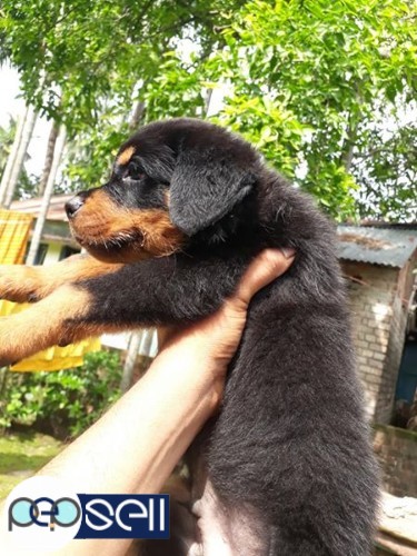 Rottweiler puppy 45 days for sale 0 