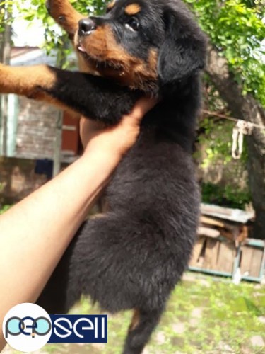 Rottweiler puppy 45 days for sale 1 