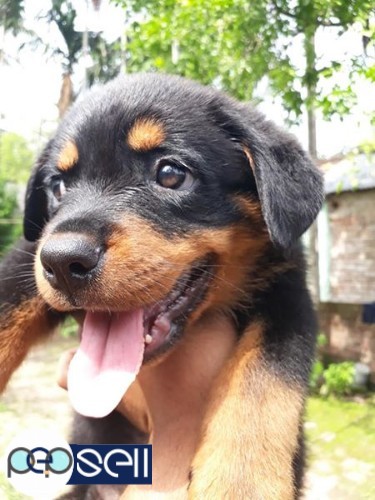 Rottweiler puppy 45 days for sale 2 