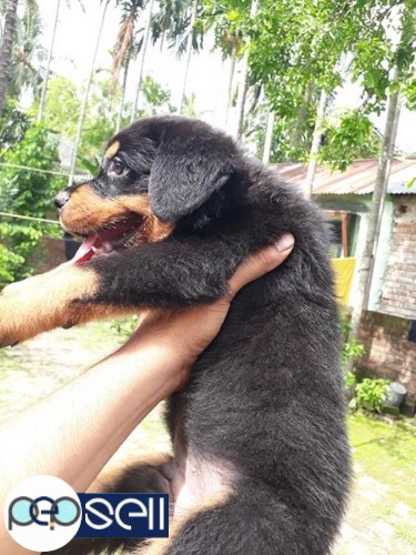 Rottweiler puppy 45 days for sale 3 