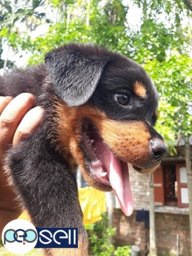 Rottweiler puppy 45 days for sale | Barasat free classifieds