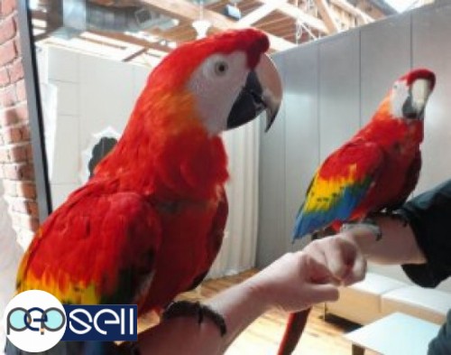 We are parrot breeders of high quality talkative breeds and have available  the following parrot and 0 