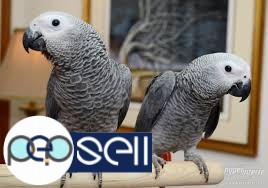 We are parrot breeders of high quality talkative breeds and have available  the following parrot and 1 