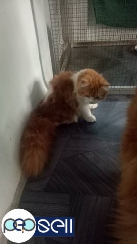 Persian cat male for sale 1 