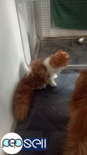 Persian cat male for sale 2 
