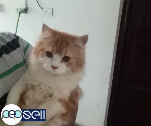 Persian cat male for sale 3 