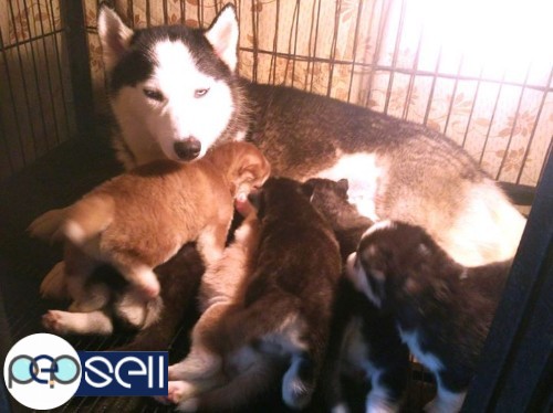Female Siberian husky available at Banglore 0 