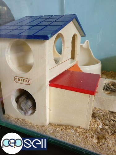 Hand tamed home bred dwarf russian and syrian hamster pups for sale 5 