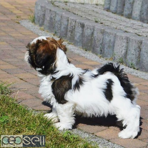 Top lineage quality shih tzu puppies available in Bangalore  1 