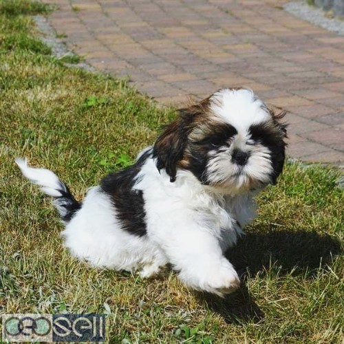 Top lineage quality shih tzu puppies available in Bangalore  2 