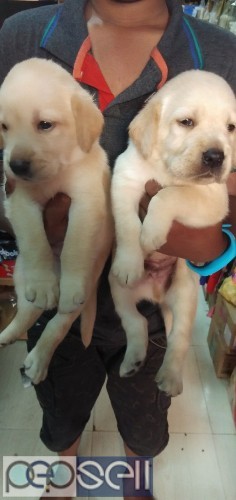 Top quality Labrador apple face puppies available in Bangalore both male and female  0 