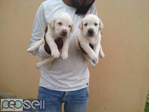 Top quality Labrador apple face puppies available in Bangalore both male and female  2 