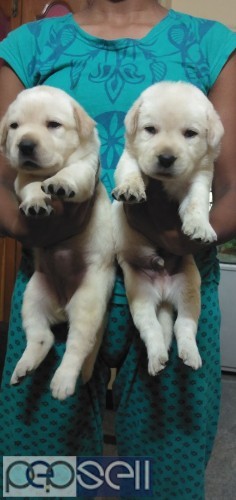 Top quality Labrador apple face puppies available in Bangalore both male and female puppies available  0 