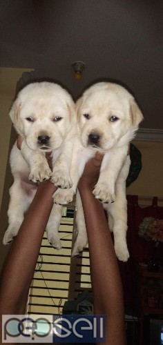 Top quality Labrador apple face puppies available in Bangalore both male and female puppies available  1 