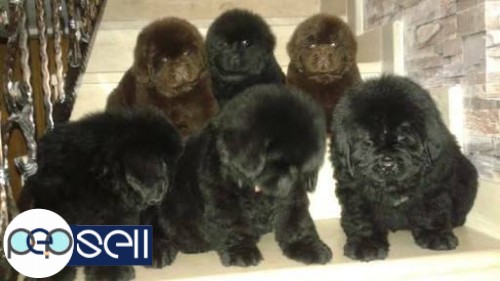 Newfoundland puppy available 0 