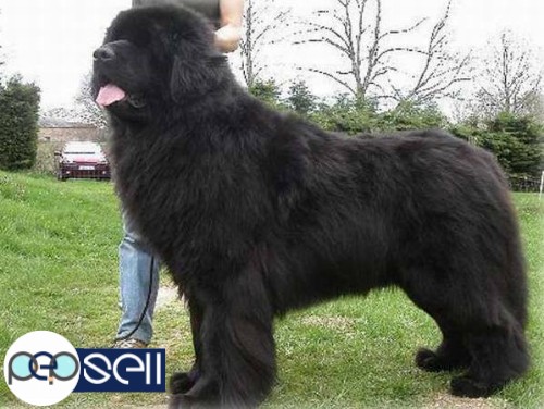 Newfoundland puppy available 1 