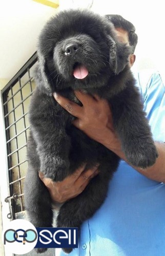 Newfoundland puppy available 2 