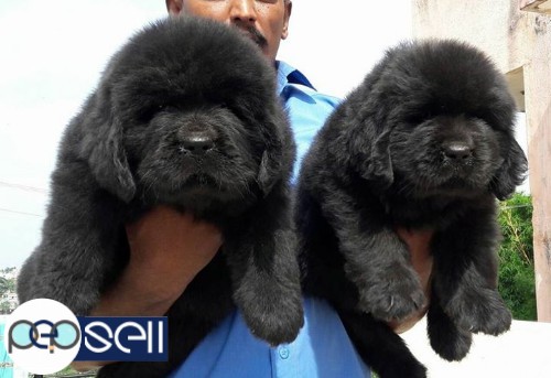 Newfoundland puppy available 3 