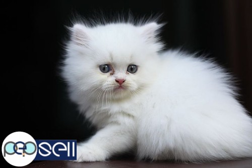 Snow white Persian kitten at Kaloor 0 