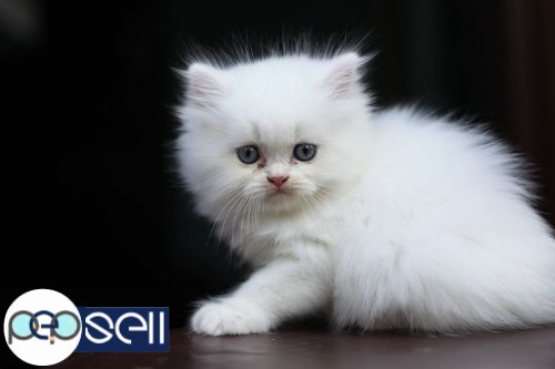 Snow white Persian kitten at Kaloor 1 