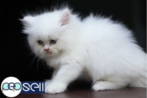 Snow white Persian kitten at Kaloor 2 