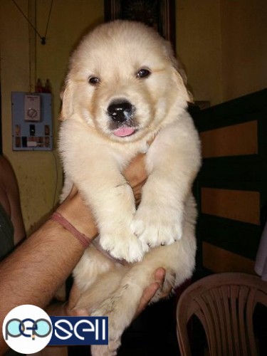 Golden Ritriver,  Lhasa, GSD puppies available  0 