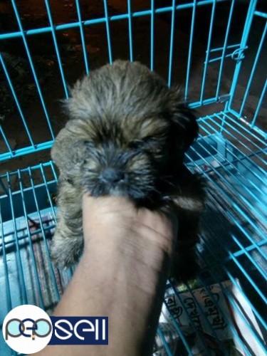 Golden Ritriver,  Lhasa, GSD puppies available  1 