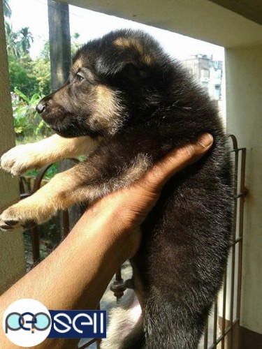 Golden Ritriver,  Lhasa, GSD puppies available  3 