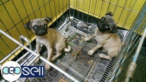 Pug puppies 4 months old for sale 0 