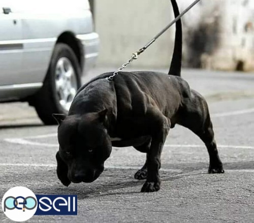 Full black pitbull puppy for sale 0 
