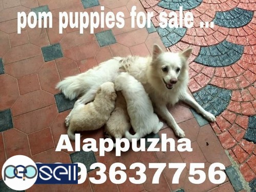 Pomeranian puppies for sale 0 