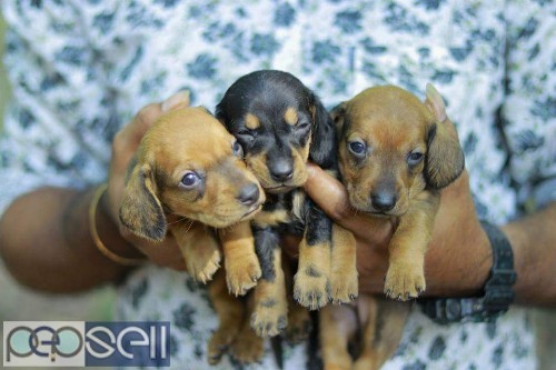 Dash Hound Black and Tan puppies for sale in Piravom 0 
