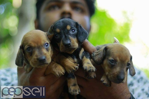 Dash Hound Black and Tan puppies for sale in Piravom 1 