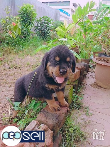 Male Rottweiler puppies for sale 0 