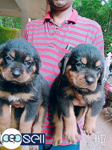 Male Rottweiler puppies for sale 1 